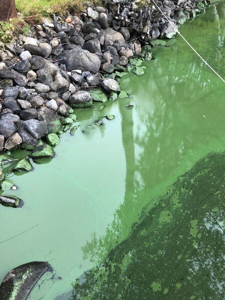 Tiedosto:Suuri-Onkamo (04.372.1.001)-Havaintopaikka 1-ObsIMG-201909281047-69.jpeg