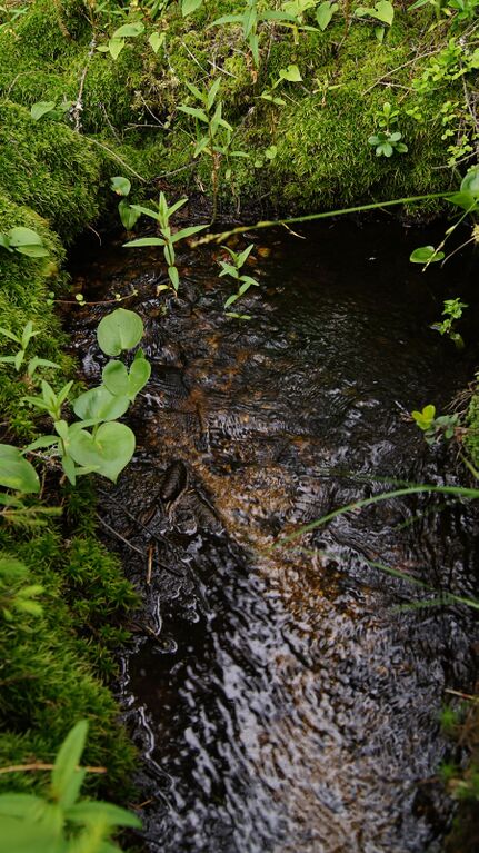 Ylälapinlammen puro.jpg