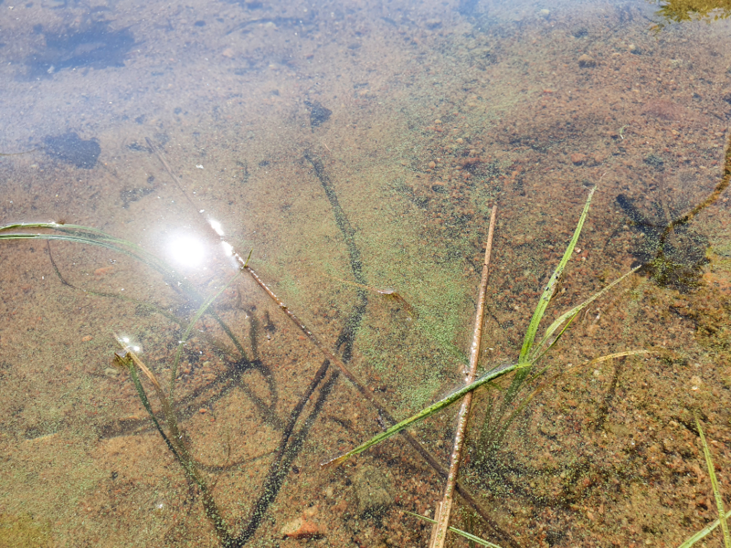 Tiedosto:Havainto-Saimaa, Äitsaari, Armniemi-ObsALG-202106221105-60d19badad000.png