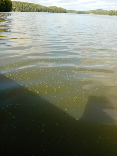 Tiedosto:Hiidenvesi (23.031.1.001)-Papinsaari-ObsIMG-202309091437-64ff09a680bd1.png