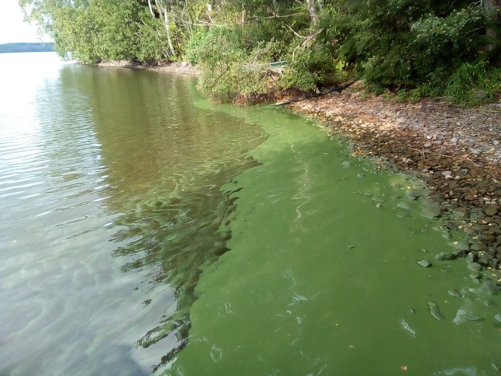 Lohjanjärvi (23.021.1.001)-Suurniemi-ObsIMG-201808311739-71.jpg