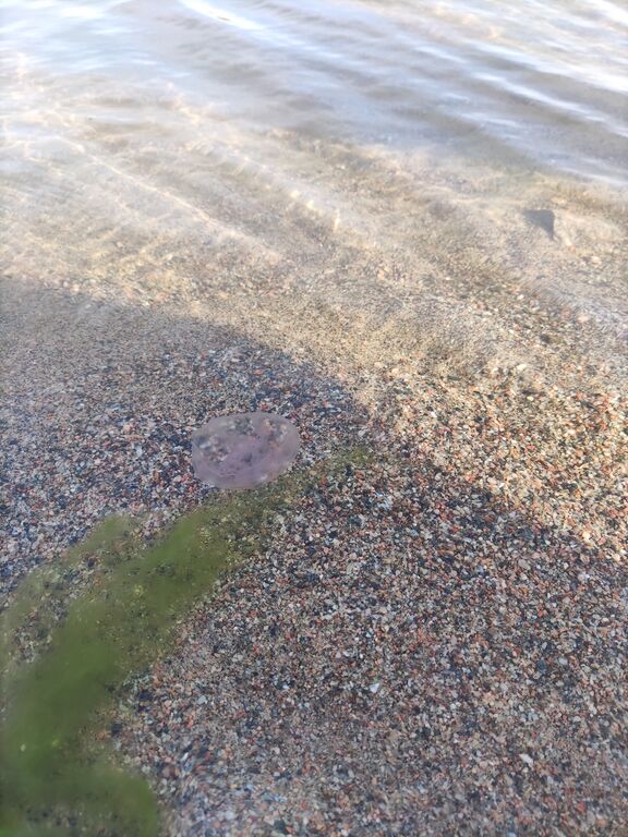 Sipoon saaristo-Aurinkolahden uimaranta-ObsJELLY-202010101530-4.jpg