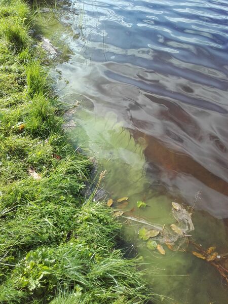 Tiedosto:20170808 100352.jpg