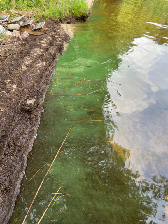 Kallavesi (yhd.)-Vaajasalo, eteläranta-ObsALG-202307071833-64a83134e5a0f.png