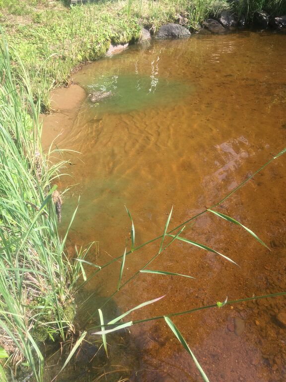 Näsijärvi (yhd.)-Isonniitynkuja ranta-ObsIMG-202006241048-78.jpeg