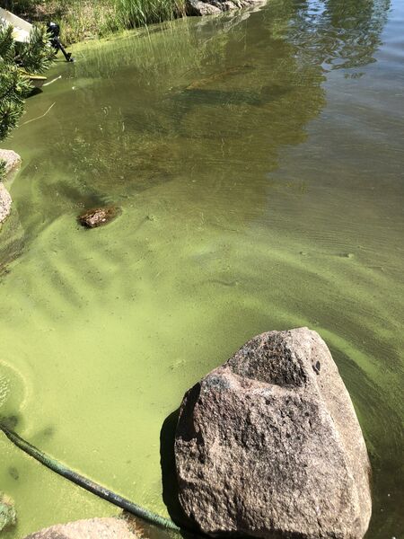 Tiedosto:Saimaa (04.112.1.001)-Saimaa, Koneenselkä, Ahdassalmi-ObsALG-202006231238-18.jpeg