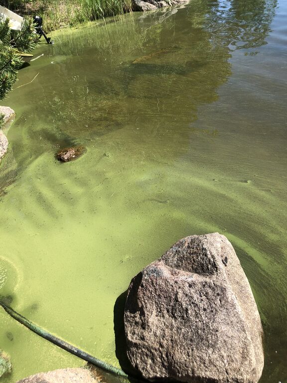 Saimaa (04.112.1.001)-Saimaa, Koneenselkä, Ahdassalmi-ObsALG-202006231238-18.jpeg