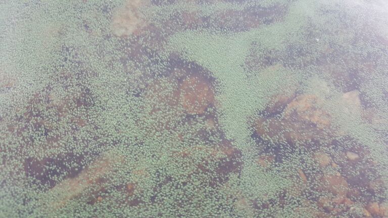 Unnukka (04.271.1.001)-Juottorannan epävirallinen uimaranta-ObsALG-202007011645-68.jpg