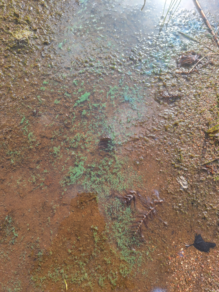 Vaattojärvi (67.831.1.001)-Havaintopaikka 1-ObsIMG-202507292000-6888fedde96b4.png