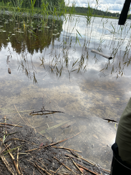 Tiedosto:Ylinen Rautjärvi (35.787.1.039)-Ylinen Rautjärvi-ObsIMG-202407311434-66aa22838c4c4.png