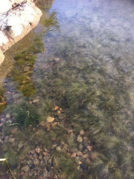 Tiedosto:Dragsvik-Rotarien sinileväseuranta (Högholmen)-ObsALG-202006072008-43.jpg