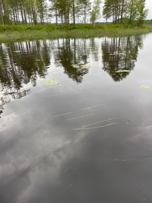 Jaurakaisjärvi (60.065.1.001)-Havaintopaikka 4-ObsIMG-202506291133-6860fb2a44104.png