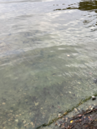 Kallavesi (yhd.)/Vaajasalo, eteläranta