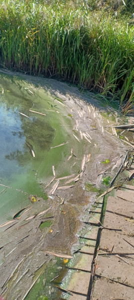 Tiedosto:Lohjanjärvi (23.021.1.001)-Lylyistentie 44-ObsIMG-202408301256-66d198bb8debe.png