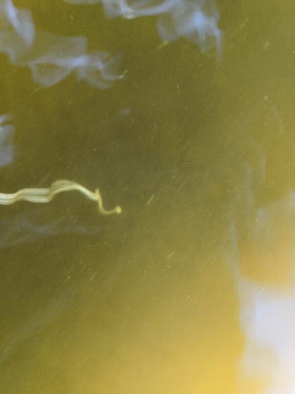 Simpelejärvi (yhd.)-Valtakunnallinen sinileväseuranta (Rantapuiston uimaranta)-ObsIMG-201906180959-20.jpg