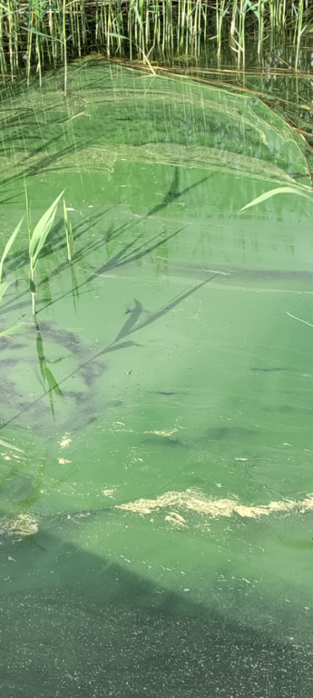 Vappari-Bläsnäsin uimaranta-ObsIMG-202406120900-666a7bba08195.png