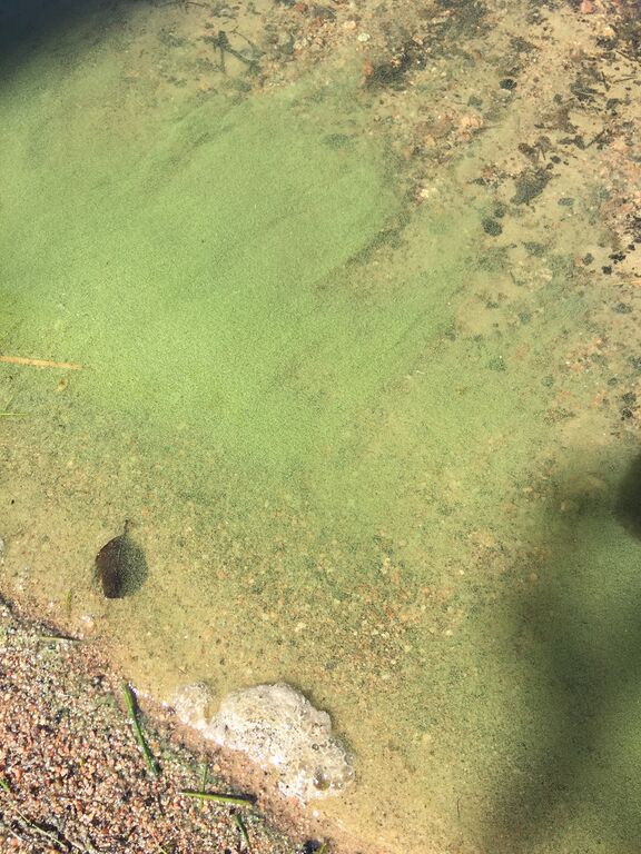 Kaajärvi (14.942.1.030)-Välijoentie 41-ObsIMG-201806281148-30.jpeg