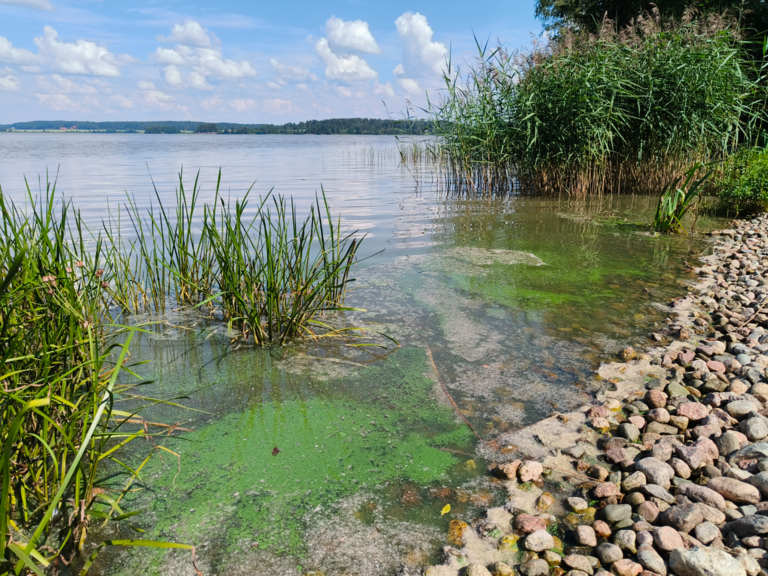 Mallusjärvi (18.033.1.001)-Valtakunnallinen sinileväseuranta (seurakunnan leirikeskus)-ObsIMG-202507231358-1753268396444.png