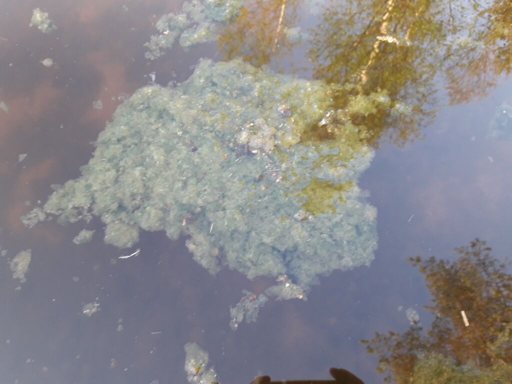 Niinikkolampi (04.311.1.059)-Havaintopaikka 1-ObsIMG-201805152038-72.jpg