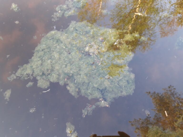 Niinikkolampi (04.311.1.059)-Havaintopaikka 1-ObsIMG-201805152038-72.jpg