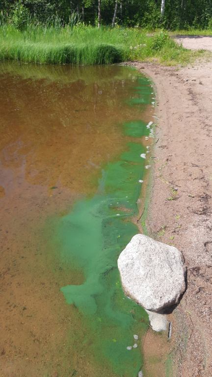 Palokkajärvi (14.291.1.001)-Tyyppälänlahden uimaranta-ObsIMG-202307071356-64a7ef9eb5725.png