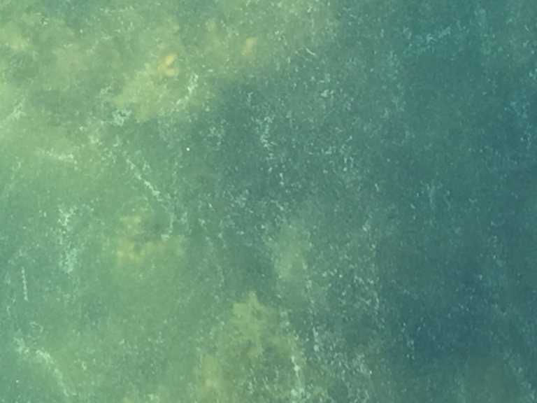 Rymättylän ja Houtskarin välinen saaristo-Roslaxinlahti-ObsALG-202107052041-60e34576d69e0.png