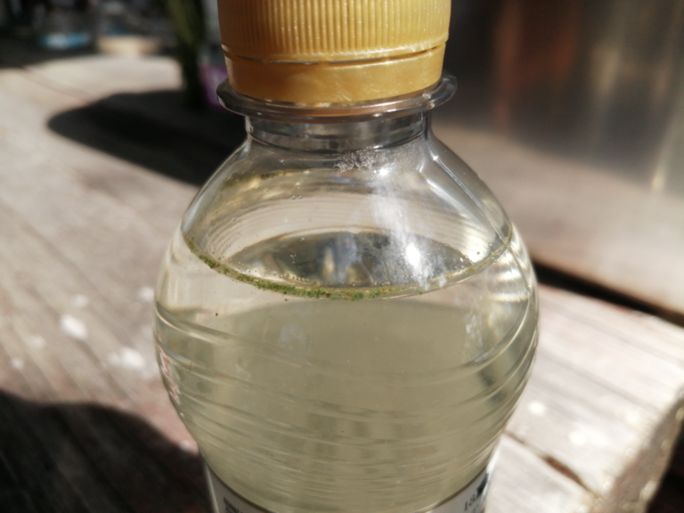 Saimaa (04.112.1.001)-Petraselkä-ObsALG-202208121313-62f628ffaacb5.png