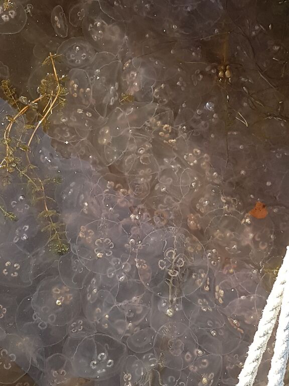 Sandöfjärden-Stor Mistö sydöstra-ObsJELLY-201710012212-83.jpeg