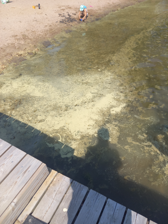 Suvisaaristo-Lauttasaari-Rotarien sinileväseuranta (Haukilahden uimaranta)-ObsIMG-202306141853-6489e2ead39e4.png