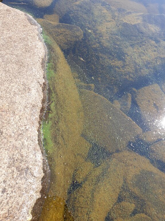 Päijänne (yhd.)-Lampsalo-ObsALG-201907211335-45.jpg