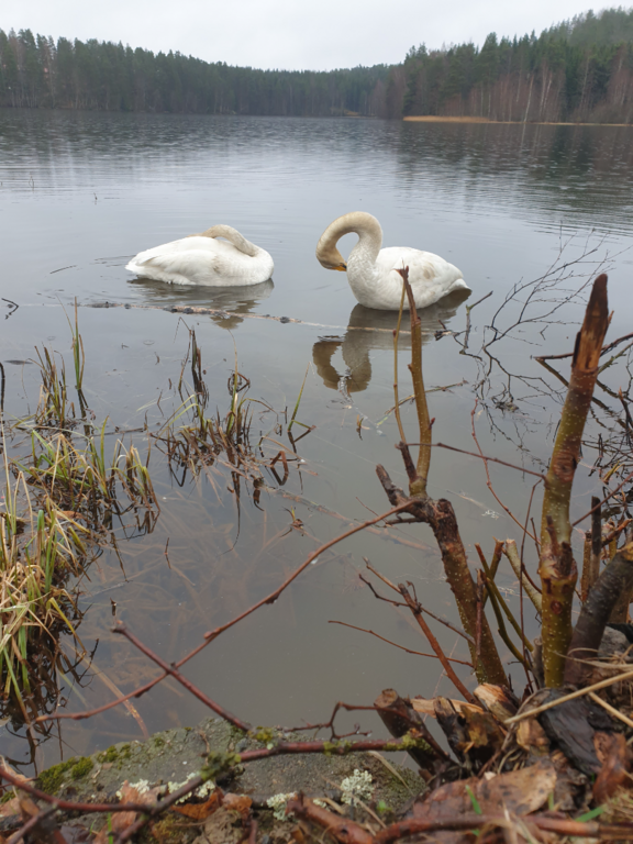 Urpolanlampi (04.152.1.001)-Uusi hulevesiputki-ObsIMG-202504191045-680dfad974428.png