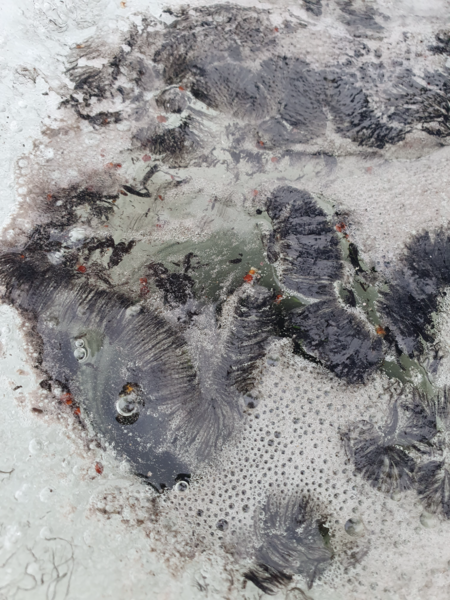 Tiedosto:Enonvesi (Saimaa) (04.221.1.001)-Havaintopaikka 5-ObsIMG-202403151700-65f62ed6bde4f.png