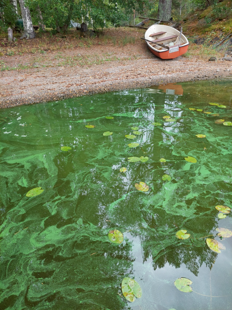 Haukivesi (Saimaa) (04.211.1.001)-Havaintopaikka 10-ObsALG-202509191245-68cd26d96fcb8.png