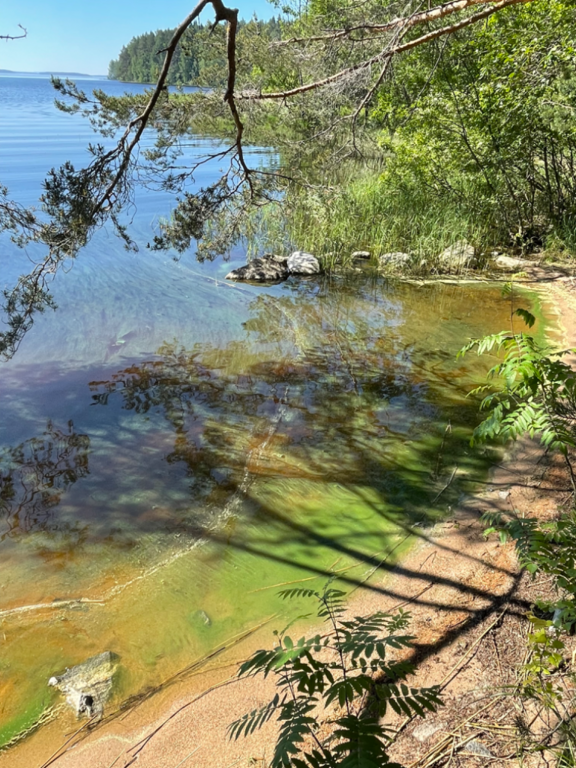 Kallavesi (yhd.)-Vaajasalo, eteläranta-ObsALG-202206251007-62b6df0411449.png