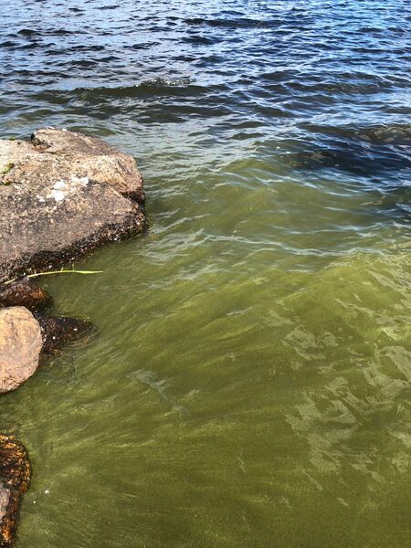 Tiedosto:Pyhäjärvi (54.051.1.001)-Pyhäjärvi, Veihtiniemi 85-ObsIMG-201807101703-39.jpeg