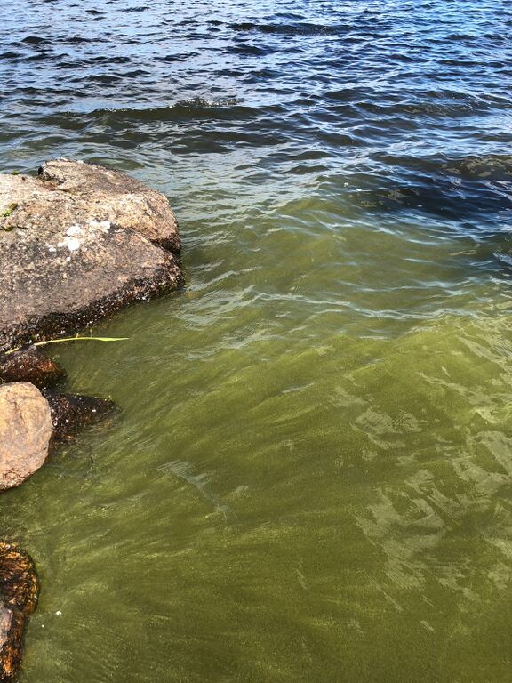 Pyhäjärvi (54.051.1.001)-Pyhäjärvi, Veihtiniemi 85-ObsIMG-201807101703-39.jpeg