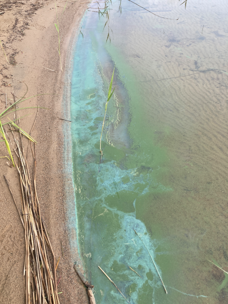 Saimaa (04.112.1.001)-Kotkatsaari-ObsIMG-202506281157-685faee3db201.png