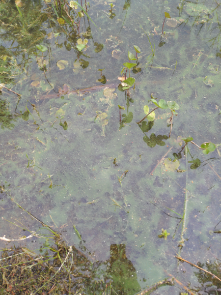 Tiedosto:Havainto-Rautniemi, Pölhöniemi-ObsALG-202106250845-60d56f0a85444.png