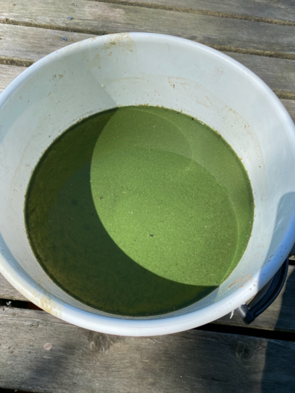 Huuhtjärvi (14.974.1.009)-Huuhtjärvi -ObsIMG-202106171224-60cdb8746fbb1.png