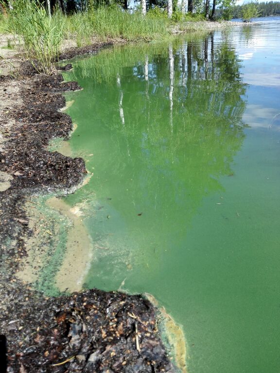 Pielinen (04.411.1.001)-Rantatie 58 koli-ObsALG-201907021209-8.jpg