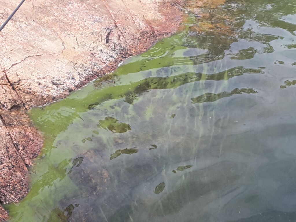 Storfjärden-Lilla Byxholmen-ObsIMG-201907120848-76.jpg