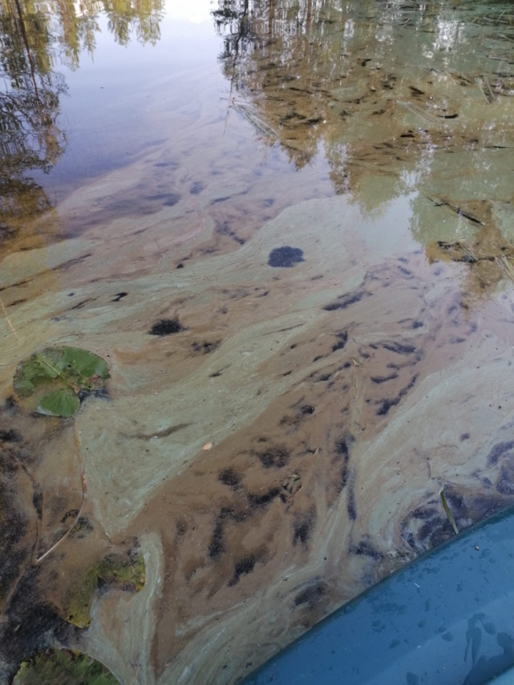 Jaurakaisjärvi (60.065.1.001)-Marikaisoja-ObsIMG-202408152106-66be43e855cc2.png