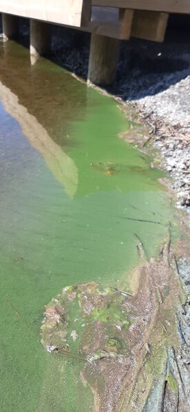 Tiedosto:Mahnalanselkä - Kirkkojärvi (35.511.1.001)-Linnavuoren uimaranta, veneen lasku paikka-ObsIMG-202006241351-53.jpg