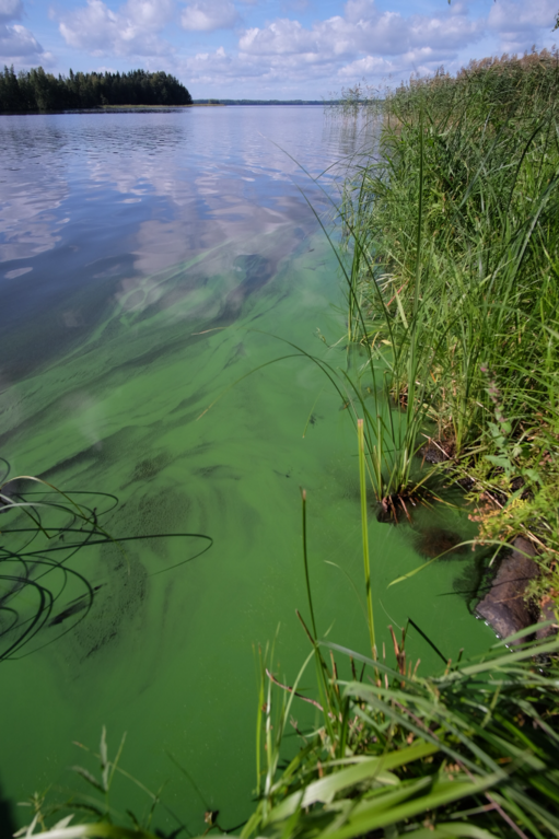 Onkivesi (04.511.1.001)-Potkusalmi-ObsIMG-202408291215-66d042840e610.png