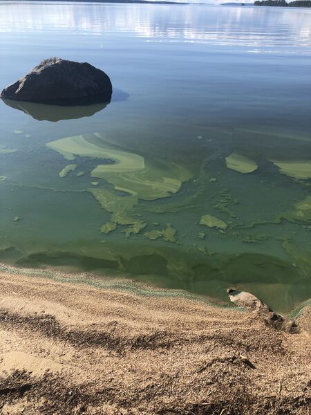 Tiedosto:Pielinen (04.411.1.001)-Kaiskunlahti-ObsIMG-201907051810-51.jpg