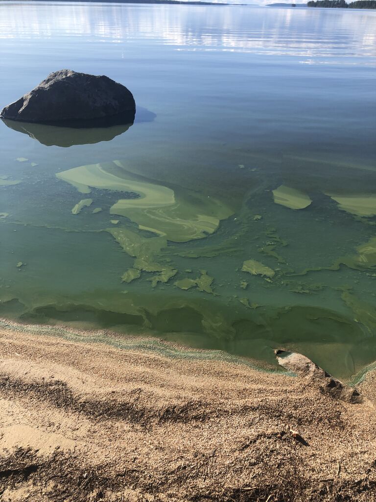 Pielinen (04.411.1.001)-Kaiskunlahti-ObsIMG-201907051810-51.jpg
