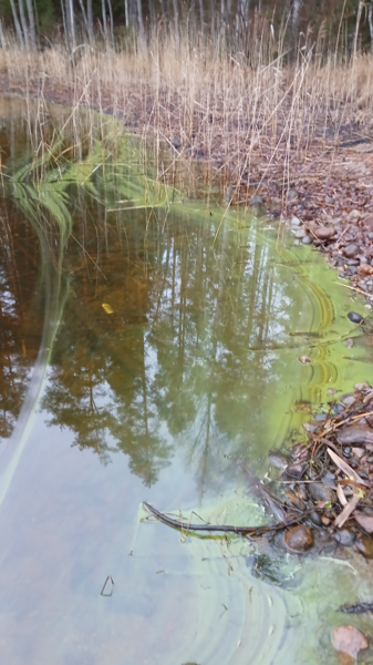 Pihlajavesi (Saimaa) (04.121.1.001)-Vilkalahti-ObsIMG-202512061028-1765010149834.png