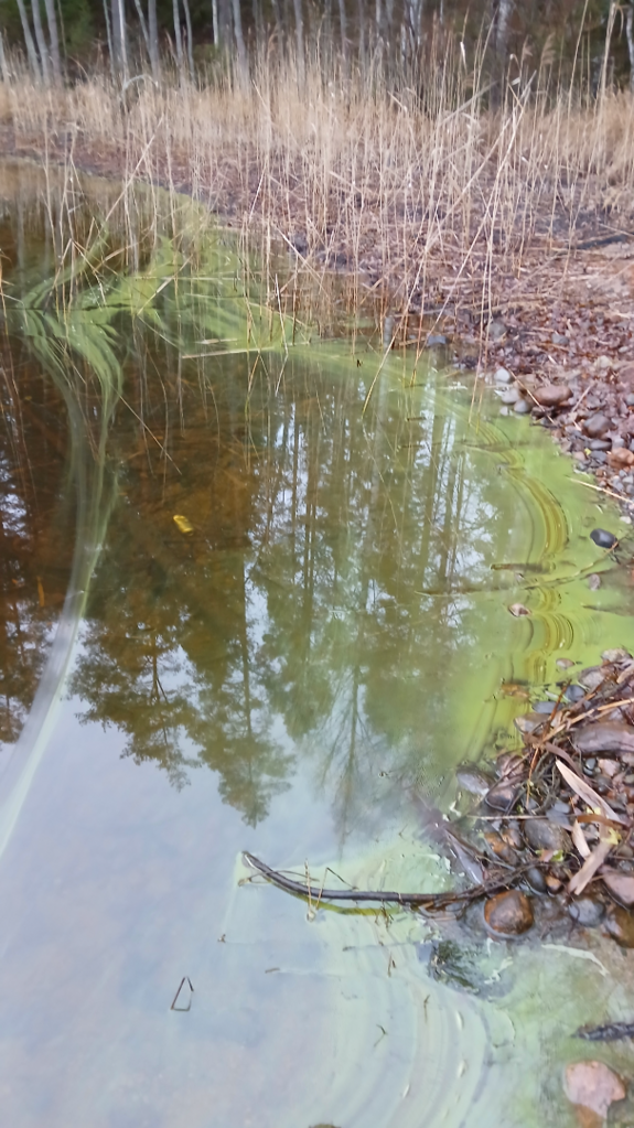 Pihlajavesi (Saimaa) (04.121.1.001)-Vilkalahti-ObsIMG-202512061028-1765010149834.png