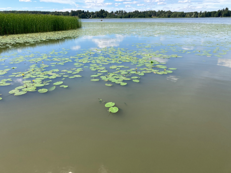 Tuusulanjärvi (21.082.1.001)-Rotarien sinileväseuranta (Kotuntien laituri)-ObsALG-202207251602-62de9545dea00.png