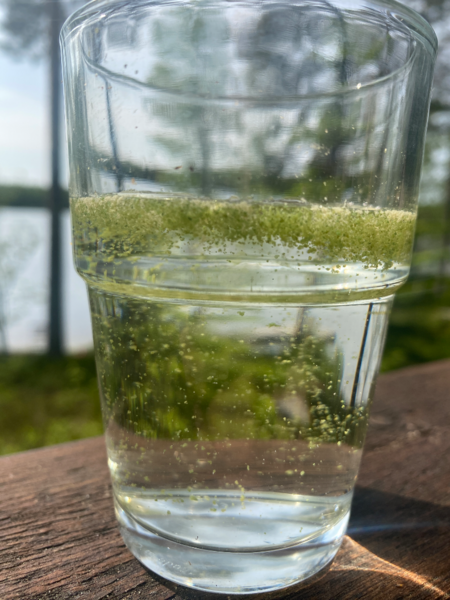 Tiedosto:Hirvijärvi (14.319.1.003)-Hirvijärvi-ObsIMG-202506141650-684d7e9ae133d.png